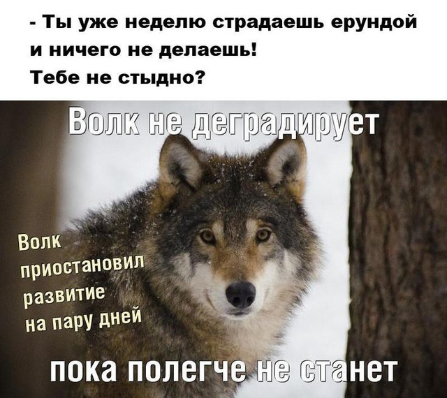 Мем с волком