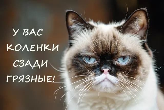 Мем 1 апреля. Grumpy Cat.