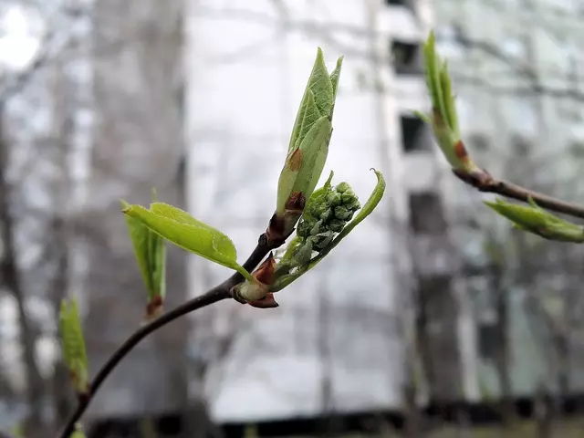 Гольяновский пруд. Утки.