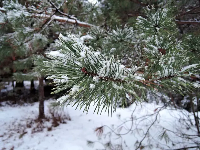 сосна