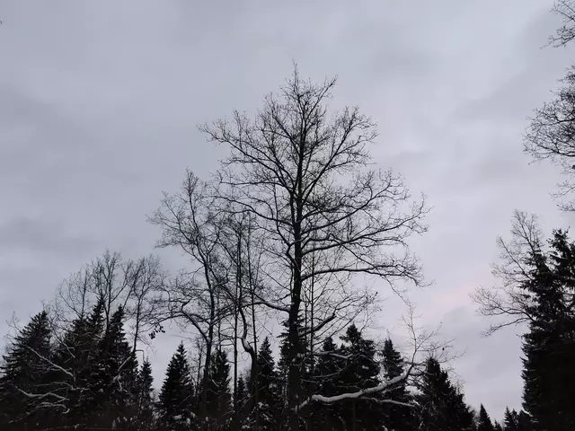 Декабрь-2016. Подмосковье.
