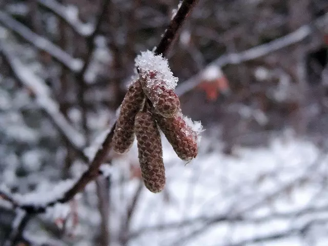 Сережки орешника