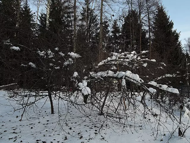 Последствия ледяного дождя