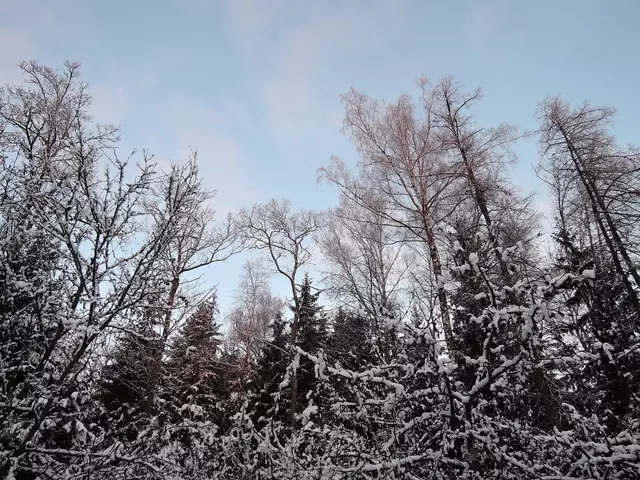 На рассвете. Первозимье.