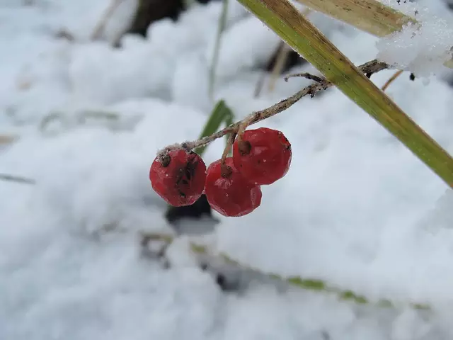 Ягоды ландыша