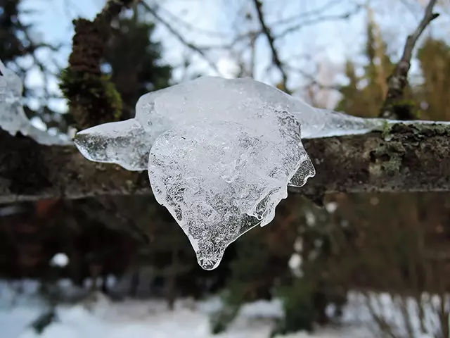 Последствия ледяного дождя