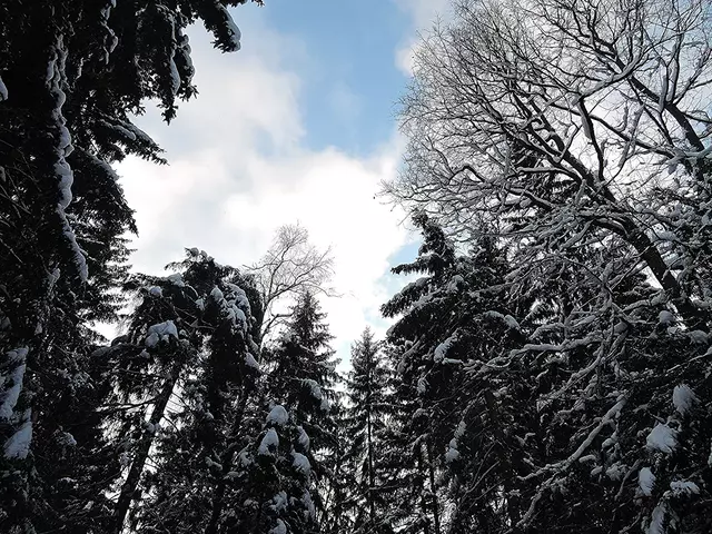 Декабрь-2016. Подмосковье.