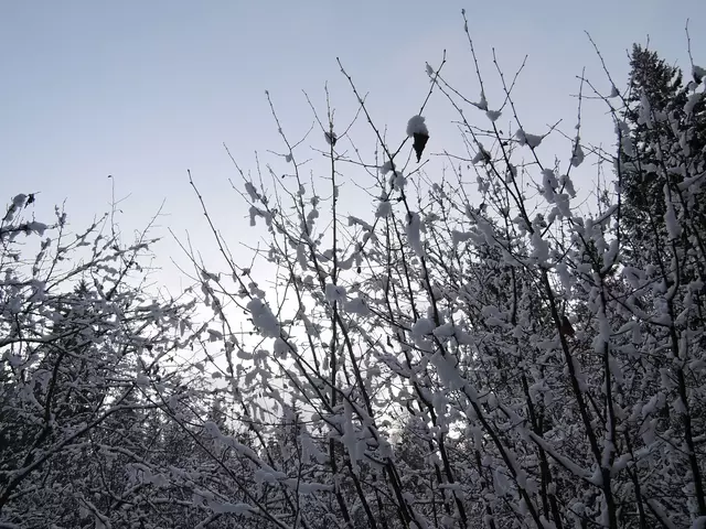 рассвет первозимье 2015