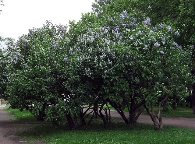 Сиреневый бульвар