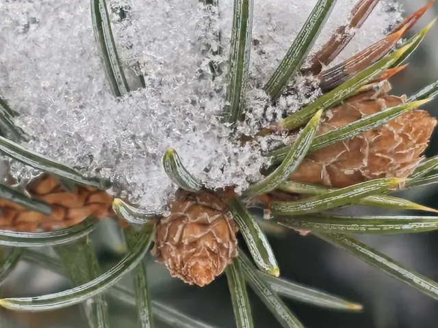 Голубая ель Голубая ель