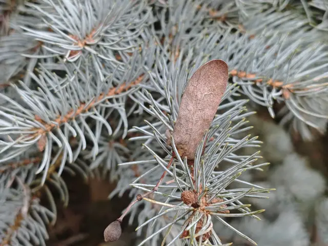 Голубая ель Голубая ель