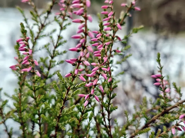 Вереск, на заднем плане снег, 20 декабря Вереск, на заднем плане снег, 20 декабря