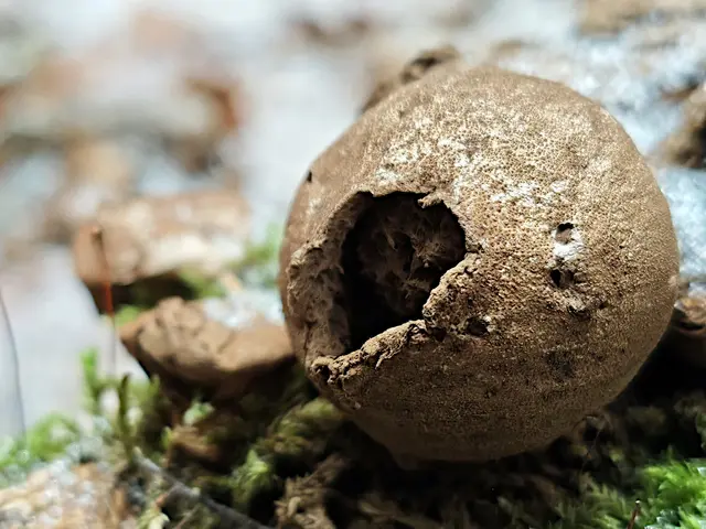 Дождевик грушевидный, или дедушкин табак Дождевик грушевидный, или дедушкин табак