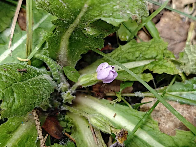 Застывший от мороза бутон примулы, 20 декабря Застывший от мороза бутон примулы, 20 декабря