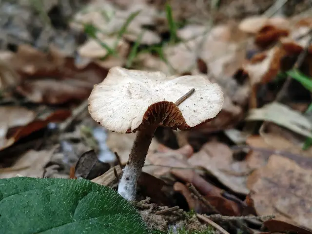 Гриб, видимо, рядовка сухая Гриб, видимо, рядовка сухая