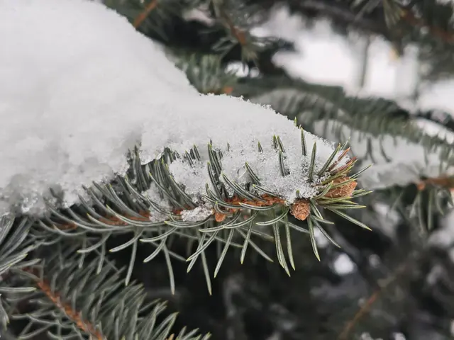 Голубая ель Голубая ель