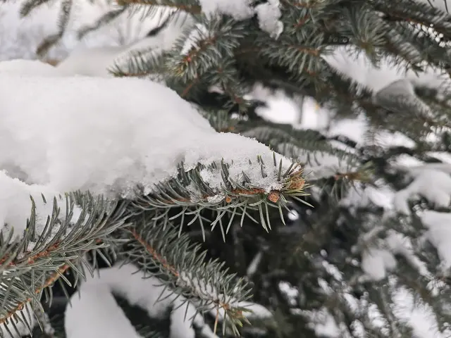 Голубая ель Голубая ель