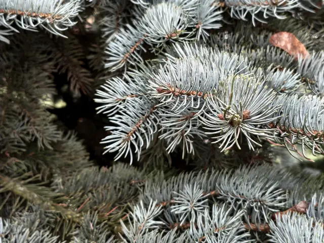 Голубая ель Голубая ель