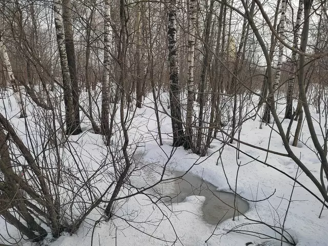 Зеленая зона возле Красноярского пруда