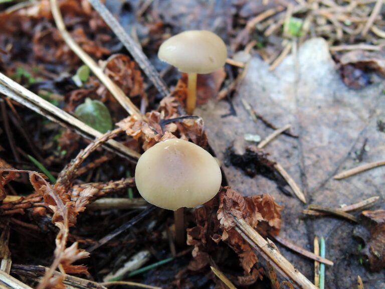 весенние грибы