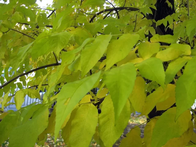 осенние листья