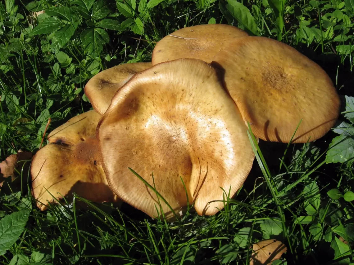 mushrooms 2010 1