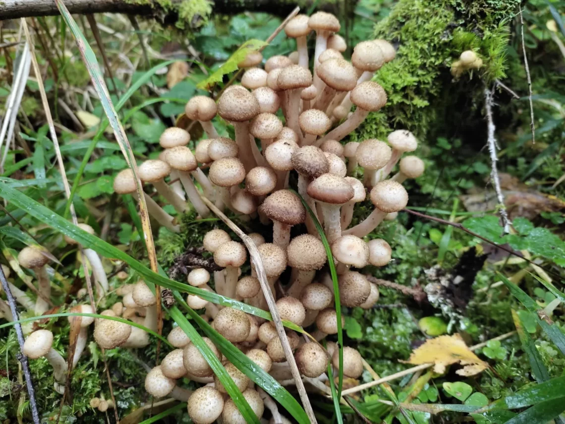 mushrooms 2021 1