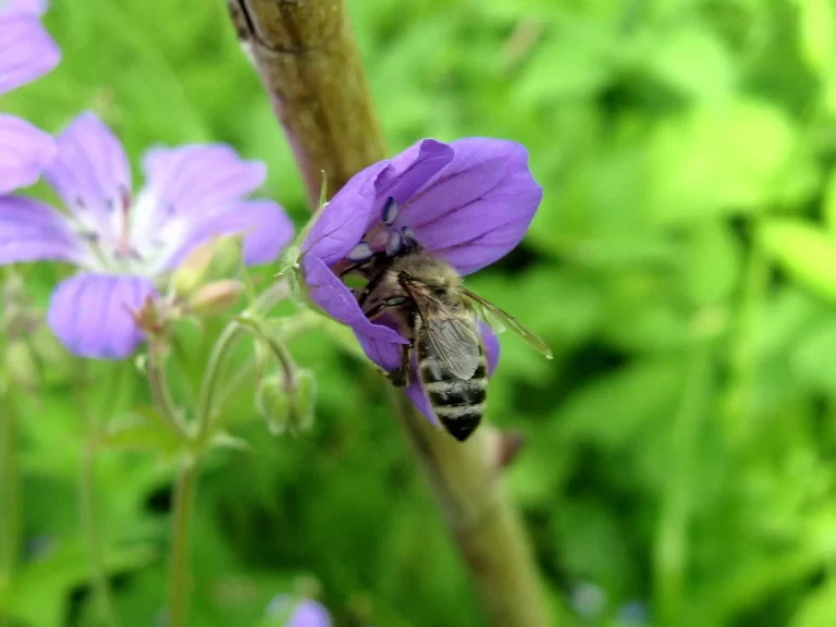 Пчела на лесной герани
