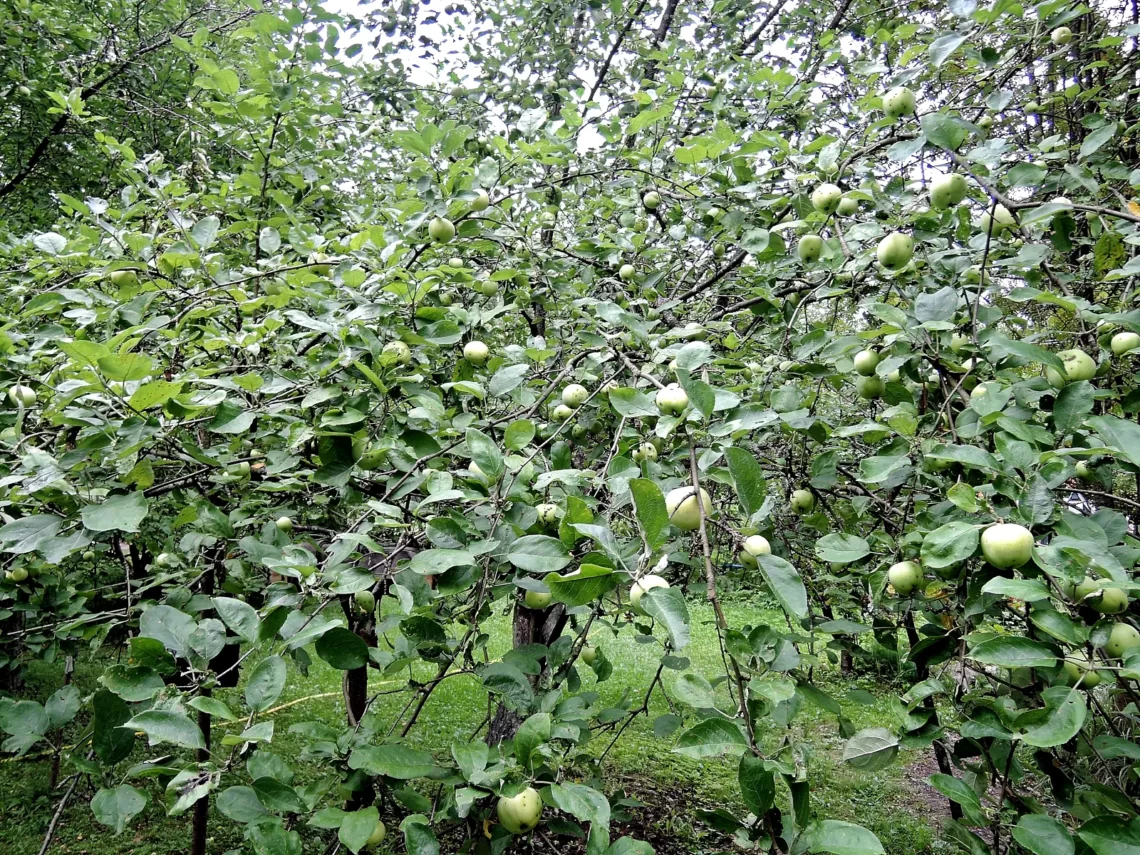 apple tree 2015
