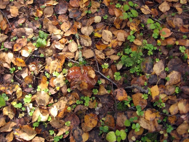 опавшая листва и польский гриб