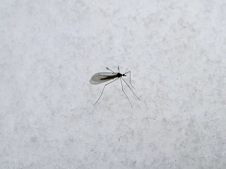 комар на снегу