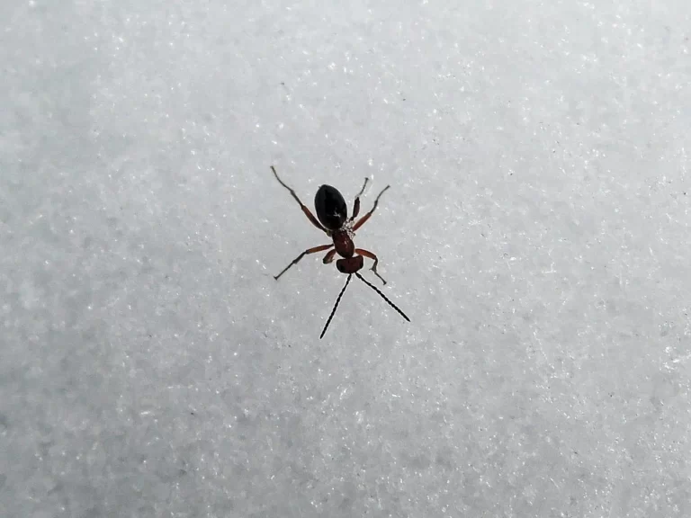 муравей на снегу