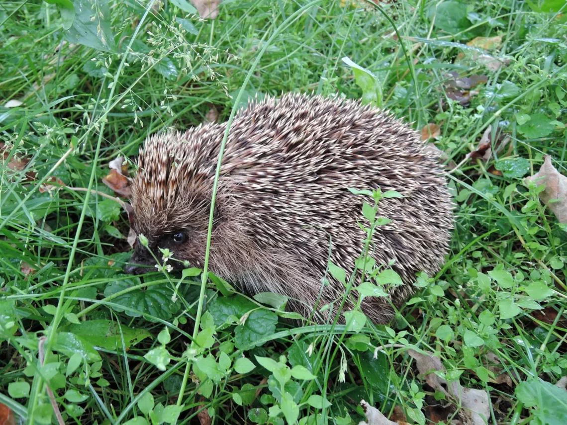 hedgehog 2016
