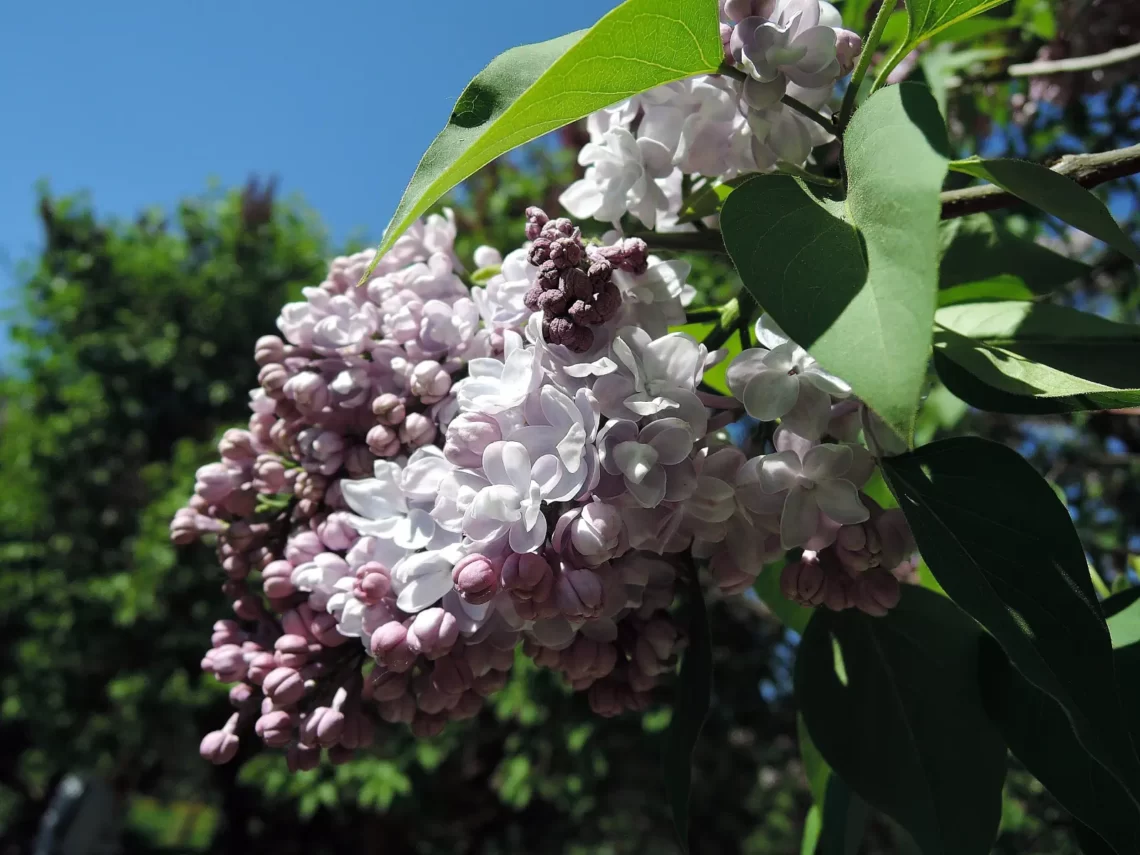 lilac garden 2016 1