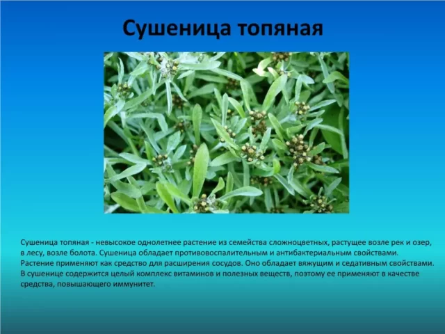 medicinal and edible plants 8