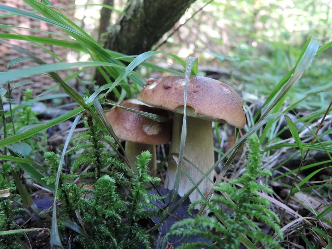 mushrooms 2016 1