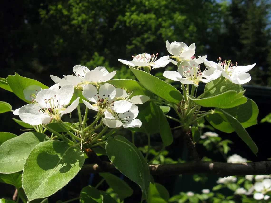 pear flowers 2013