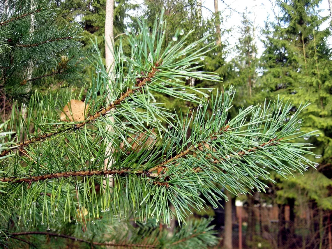 pine 2010