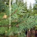 pine 2010