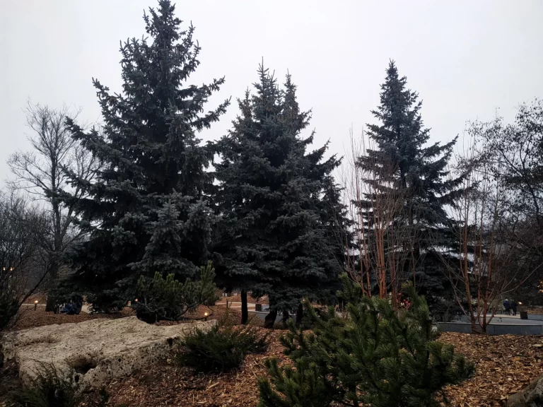 гольяновский парк голубые ели