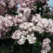 lilac garden 2019 1
