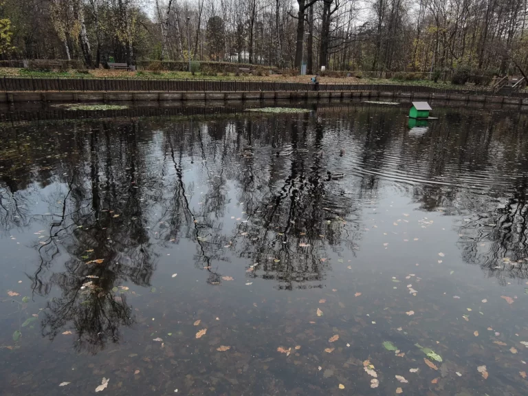 парк сокольники собачий пруд
