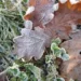 frost on fallen leaves