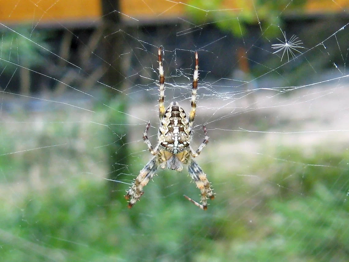 spider 2013
