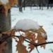 withered leaf and snow